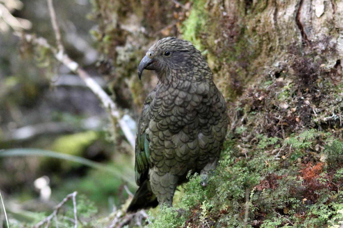 Kea (Nestor notabilis)